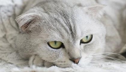 足球直播免费视频直播-键盘侠|湖人终于防守了&amp;直接让穆雷隐身！LBJ篮下各种被砍却不吹